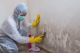 Best Environmental Consulting for Mold Prevention  in Burbank, IL